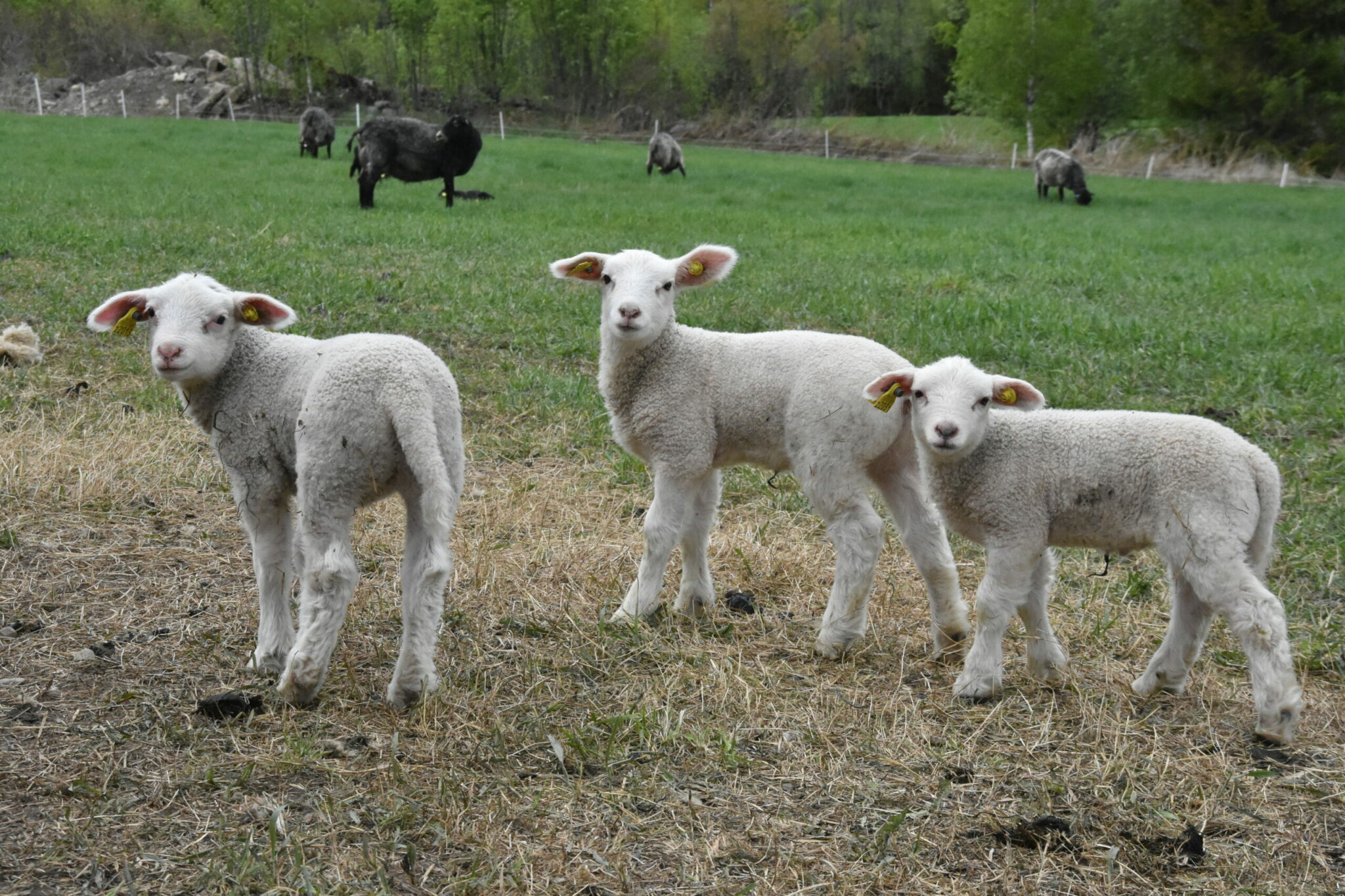Ikke alle kommer hjem fra beite. Nå skal fagfolk, forvaltning og bønder møtes for å diskutere tiltak. (Arkivfoto)