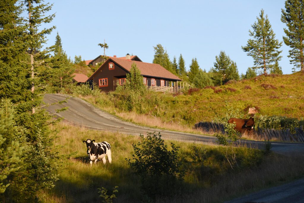 Totenåsen hytter Sisselrotkampen (Foto: Jon Olav Andersen)
