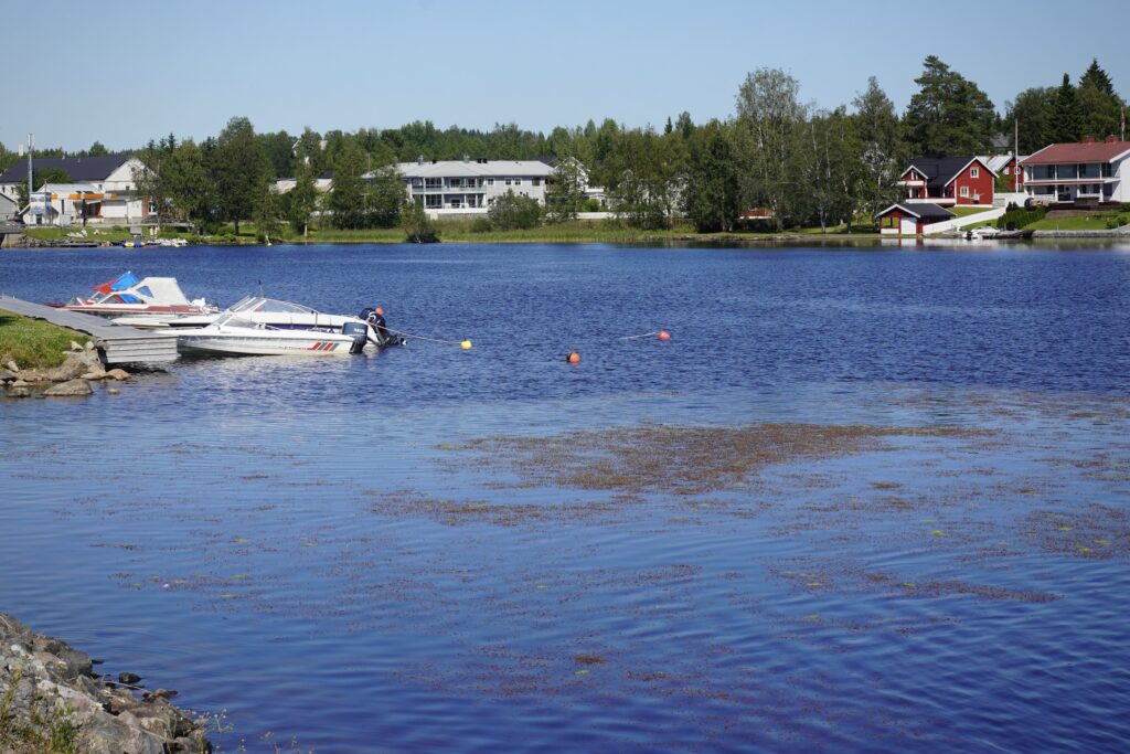 Båthavn i Einafjorden med brun plantevekst