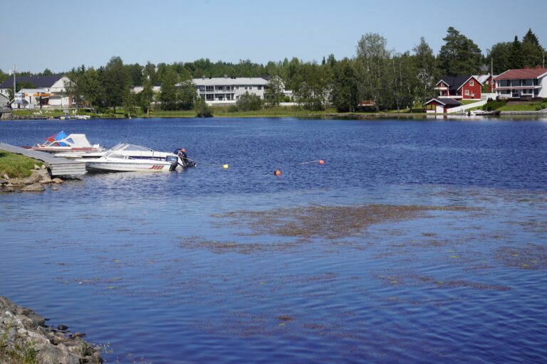 Båthavn i Einafjorden med brun plantevekst